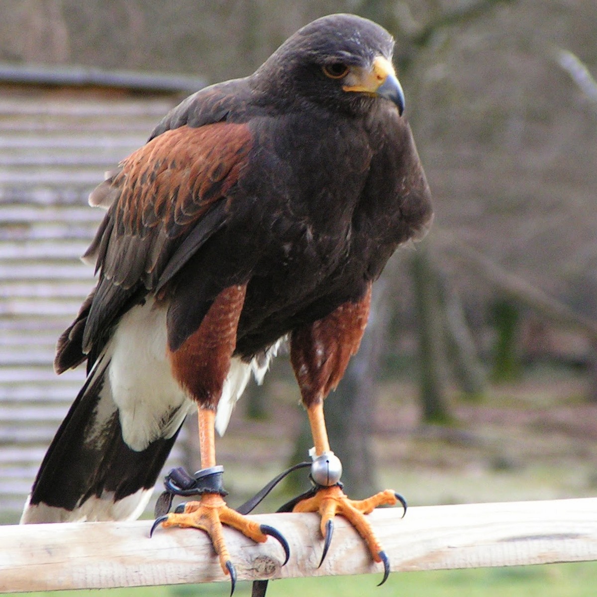 Ein bei der Beizjagd eingesetzter Greifvogel ist der Harris Hawk. Ein bei der Beizjagd eingesetzter Greifvogel ist der Harris Hawk.