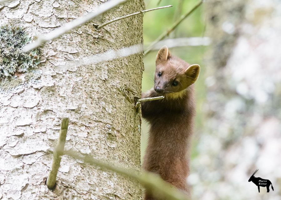 Baummarder - Foto Marco Ritter