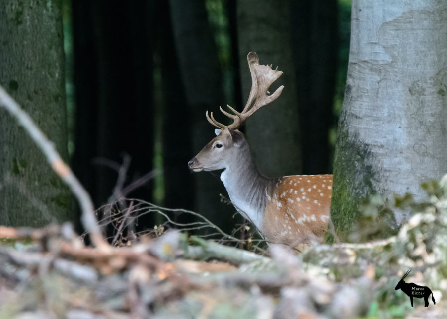 Damschaufler im Bestand - Foto Marco Ritter