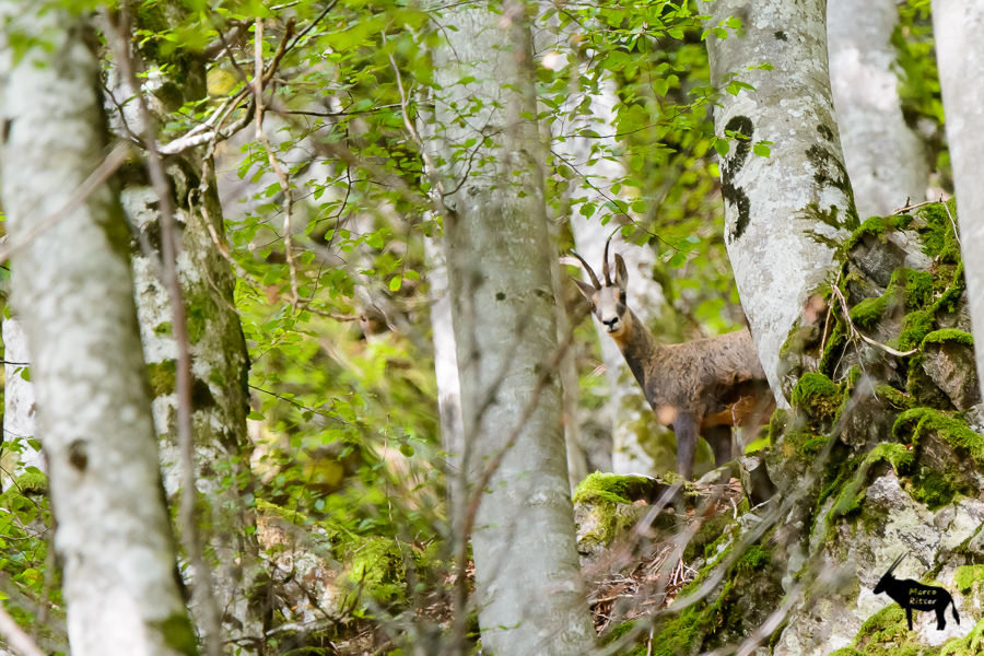 Gams im Wald - Foto Marco Ritter