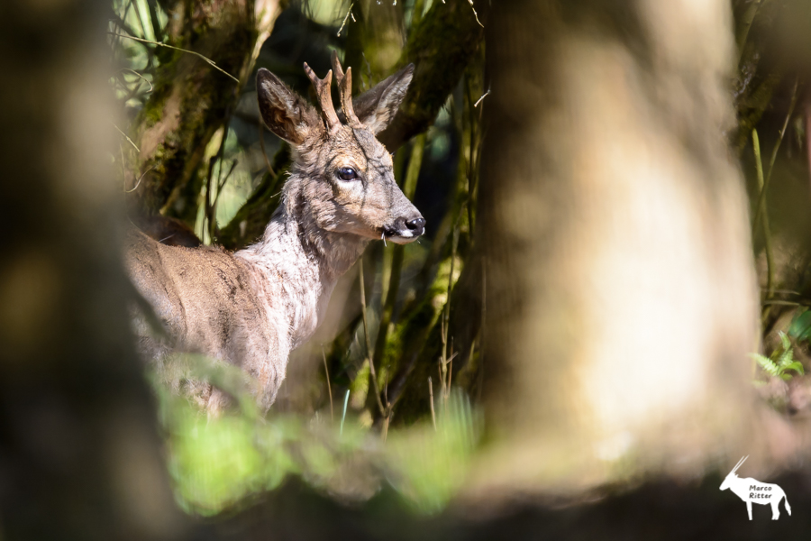 Rehbock Gabler im Haarwechsel im Bestand - Foto Marco Ritter