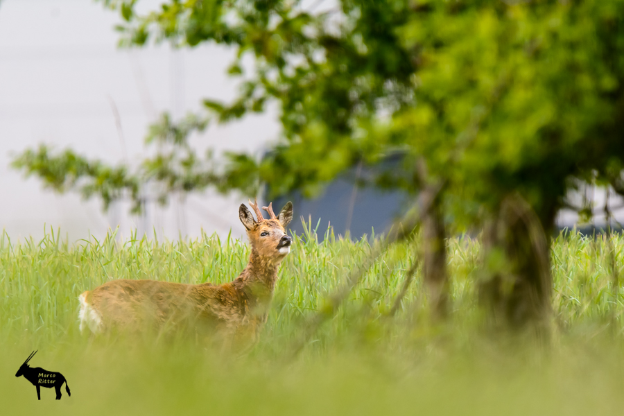 Rehbock Gabler im Haarwechsel im Feld - Foto Marco Ritter