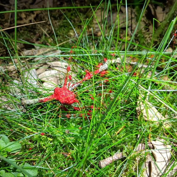 Jagdschein Pirschzeichen aus der Jagdpraxis. Frischer Lungenschweiß [2] auf der Fährte kurz nach dem Anschuss