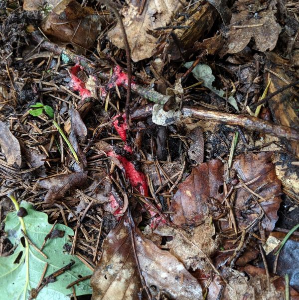 Jagdschein Jagdpraxis Pirschzeichnen eines nächtlichen Schusses am morgen danach.