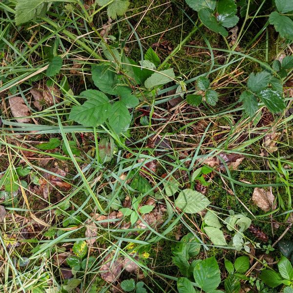 Jagdscheinprüfung Jagdpraxis Pirschzeichen. Wundbett nach neun Stunden und Regen. Nach neun Stunden und einer Regenperiode ist von dem Wundbett nicht mehr viel zu sehen. Man muss die Schweißreste schon suchen. Für den Hund wird das aber kein Problem sein.