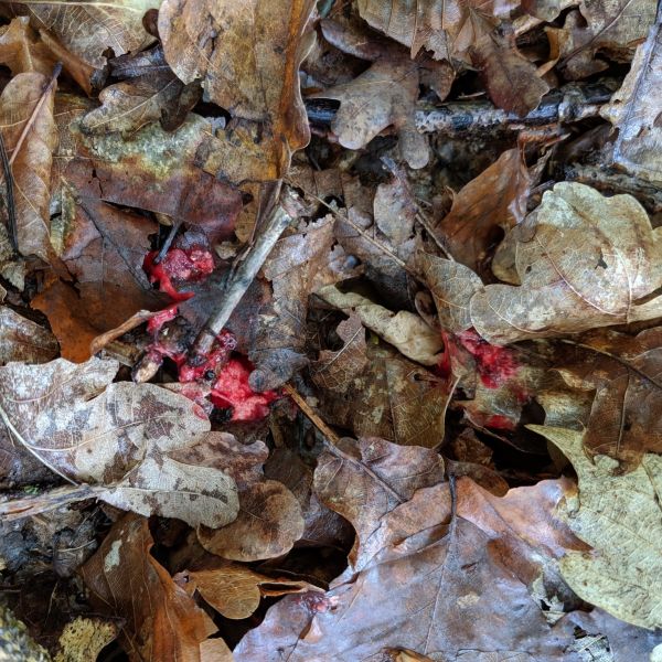Jagdscheinprüfung Jagdpraxis Pirschzeichen. Anschuss Lungenschuss nach neun Stunden und Regen. Am nächsten Morgen bei sommerlichen Temperaturen im Wald ist der Lungenschweiß schon deutlich reduziert und hat an Farbkraft verloren. Das Pirschzeichen wurde von Blätterdach etwas vor dem Regen geschützt.