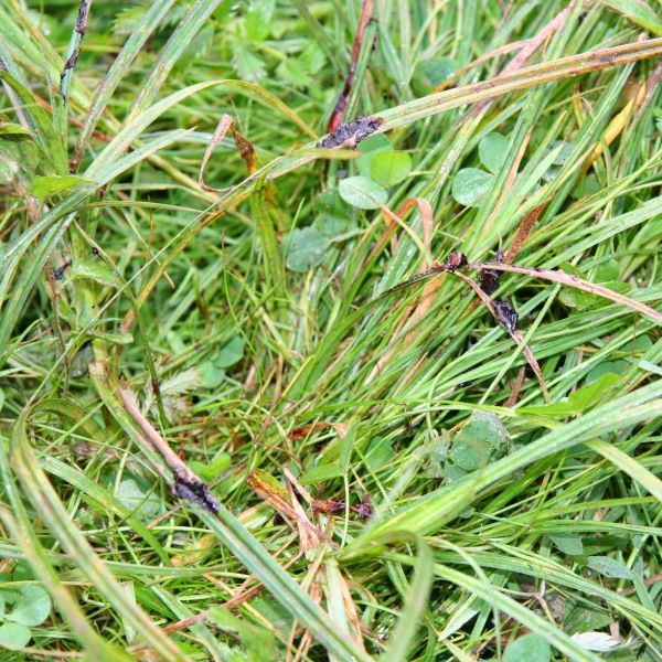 Jagdscheinprüfung Jagdpraxis Pirschzeichen. Anschuss im Sommer eines Keulenschuses nach ca. fünf Stunden. Keulenschüsse geben in der Regel nicht viel Schweiß. Hier sieht man recht deutlich eingetrocknetes Wildbret mit etwas Schweiß.