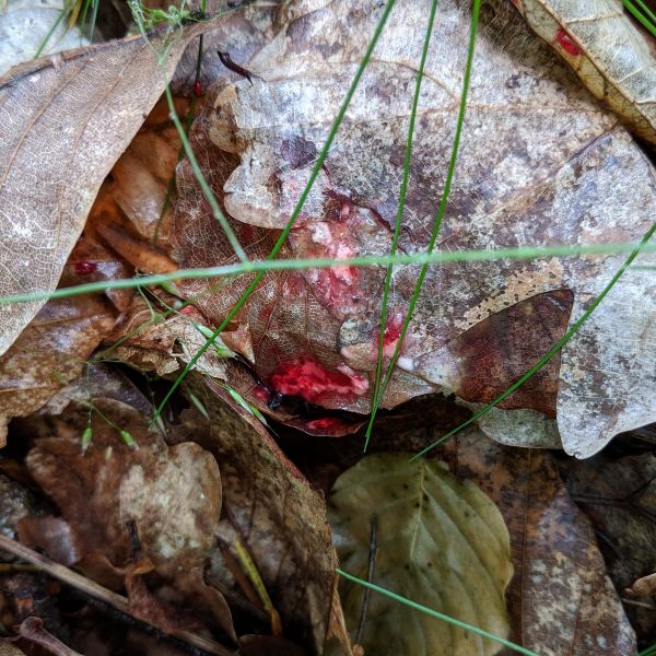 Jagdscheinprüfung Pirschzeihen in der Jagdpraxis. Einige Stunden alte Schweissfährte nach Sommerregen.