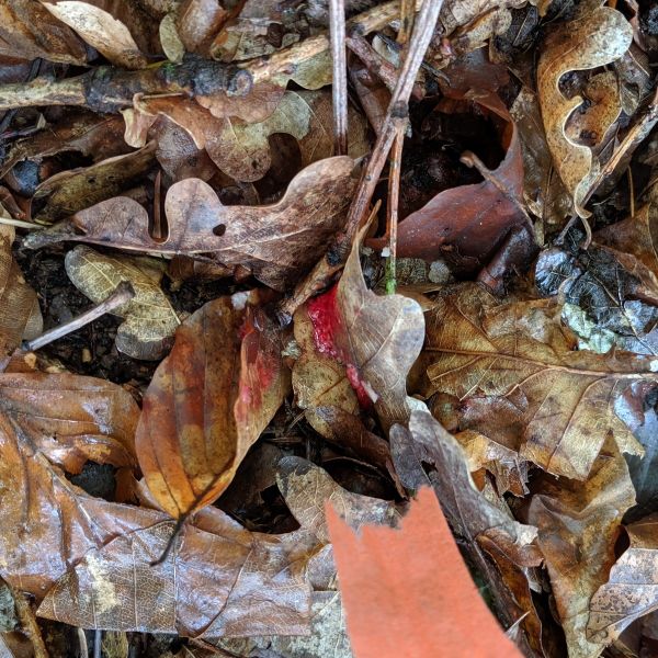 Jagscheinprüfung Jagdpraxis Pirschzeichen. Sommerliche Schweißfährte. Ca. acht Stunden alt, es hat geregnet.