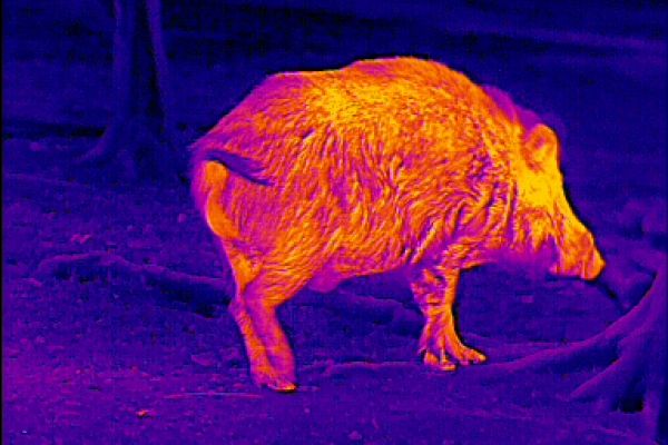 Ansprechen mit Wärmebildgeräten Eindeutig ein Keiler.Man sieht deutlich die Steine und den Pinsel. Bei einfacheren Wärmebildgeräten sind zumindest die Steine zu sehen.