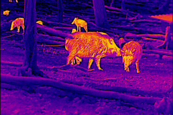 Wärmebildgeräte in der Jagdpraxis. Das Stück in der Mitte lässt sich hier mittels Steinen und Pinsel als Keiler ansprechen. Spitz rechts davon steht mutmaßlich die Bache zu den Frischlingen.