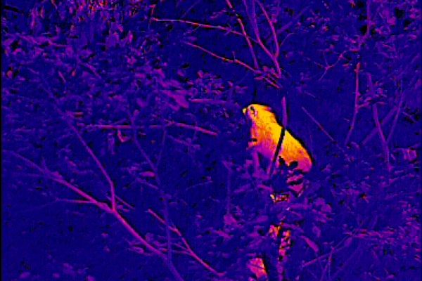 Anpsrechen mit Wärmebildgerät. Hier handelt es sich um zwei Waschbären im Baum. In der Praxis werden sie sich durch ihre Bewegungen klar identifizieren lassen.